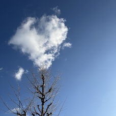 Jacket image of A bird of prayer